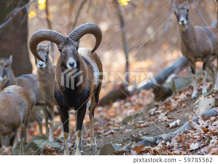 Moufflon in Cyprus Moufflon in Cyprus 59785562