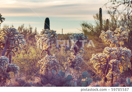 Cactus 59785587