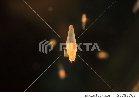 Clione Clione 59785705