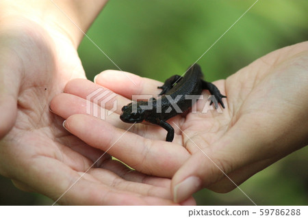 Red belly newt Red belly newt 59786288