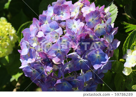 Hydrangea Hydrangea 59786289