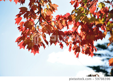 autumn autumn 59786396