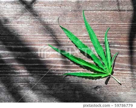 green hemp leaf on a wooden table green hemp leaf on a wooden table 59786779