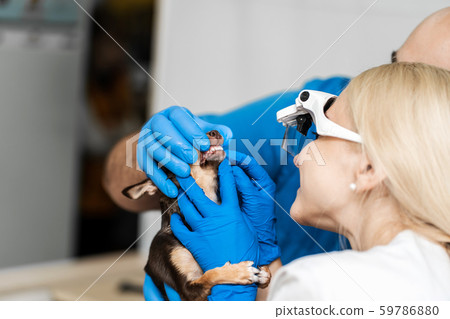 Professional veterinary examination of a dogs teeth 59786880