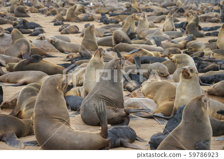 Southern African Fur Seal Colony 59786923