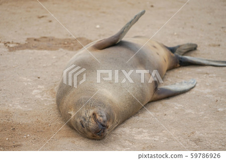 Minami Africa Fur Seals Minami Africa Fur Seals 59786926
