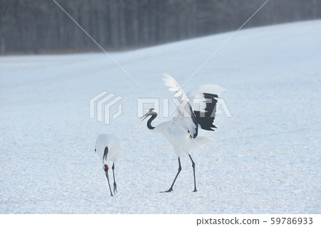 Cranes dancing with two (Hokkaido) 59786933