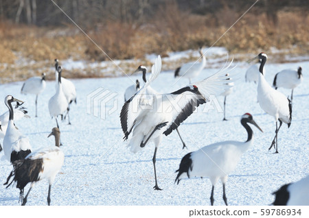 Japanese crane (Tsurui, Hokkaido) landing at feeding ground 59786934