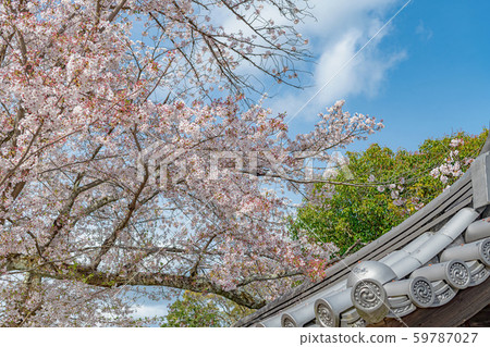 Spring scenery of Kyoto Daigoji Temple Spring scenery of Kyoto Daigoji Temple 59787027