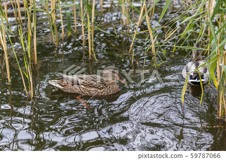 Curious Urban Duck hiding in reed Curious Urban Duck hiding in reed 59787066