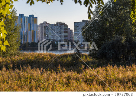 Field of Reed on Urban lake Shore and Modern Buildings behind arch of trees 59787068