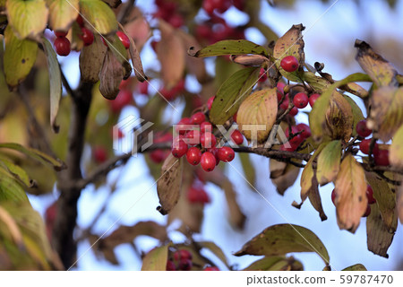 樹上三樹魚的紅色水果 樹上三樹魚的紅色水果 59787470