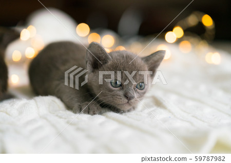 playful gray burmese kitten is sitting on a white sweater at home playful gray burmese kitten is sitting on a white sweater at home 59787982
