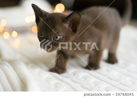 one month old brown burmese kitten stands on a white sweater one month old brown burmese kitten stands on a white sweater 59788043