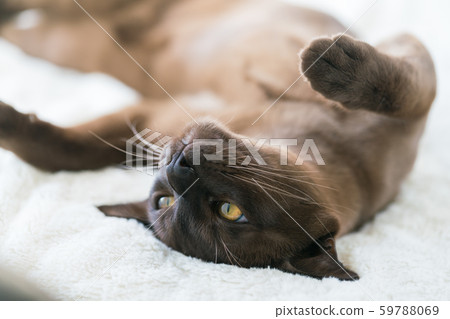 brown burmese kitten lies on a white blanket at home brown burmese kitten lies on a white blanket at home 59788069