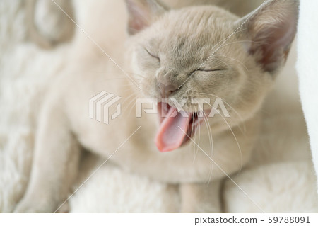 beige burmese kitten lies on a pillow at home and laughs beige burmese kitten lies on a pillow at home and laughs 59788091