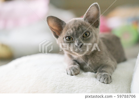 gray burmese kitten lies on a pillow at home gray burmese kitten lies on a pillow at home 59788706