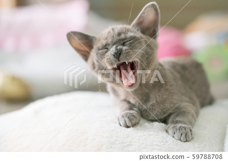gray burmese kitten lies on a pillow at home and laughs 59788708