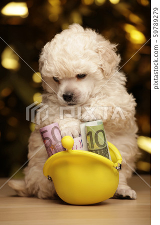 puppy purse money wooden table puppy purse money wooden table 59789279