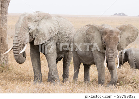 Herd of elephants from Serengeti National Park, 59789852