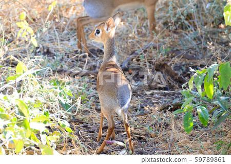 Dik dik antelope close up, Tarangire National Dik dik antelope close up, Tarangire National 59789861