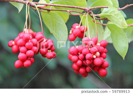Red fruits of schisandra growing on branch in row. Red fruits of schisandra growing on branch in row. 59789913