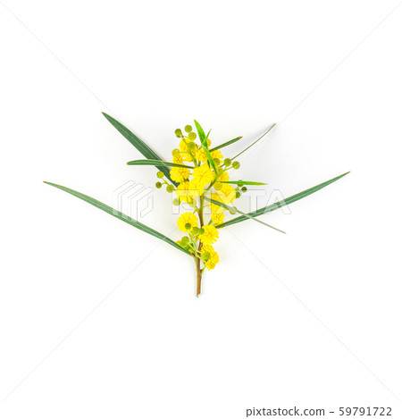 Acacia pycnantha isolated on white background 59791722
