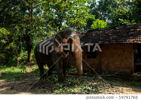 Beautiful Indian elephant eats leaves and tree branches near the hut. 59791768