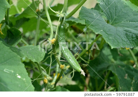 黃瓜幼果 59791887
