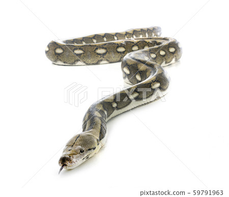 Reticulated python in studio 59791963