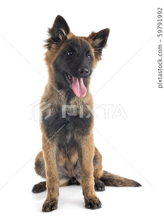 puppy tervueren in studio 59791992