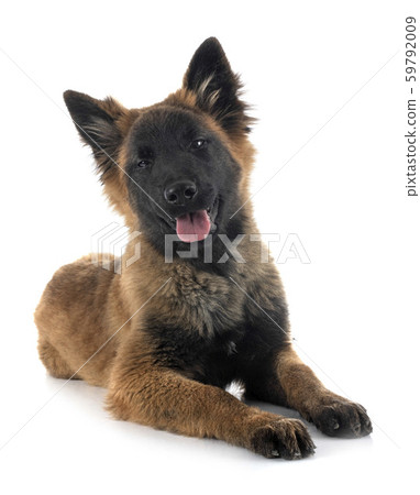 puppy tervueren in studio puppy tervueren in studio 59792009