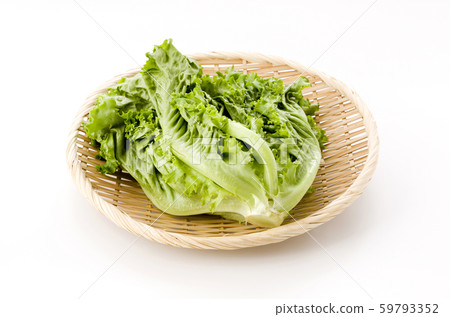 綠葉 綠葉 59793352