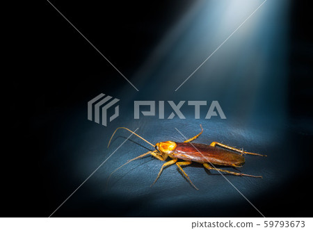 Cockroaches are on the leather floor of a black Cockroaches are on the leather floor of a black 59793673