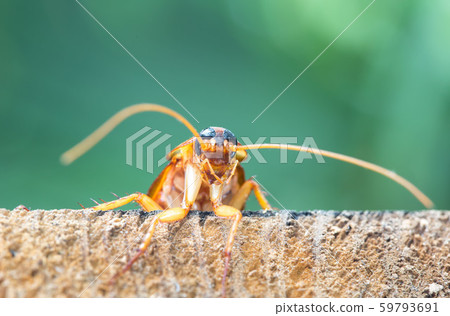 Cockroach on wooden, nature blurred background. Cockroach on wooden, nature blurred background. 59793691