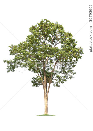 isolated big tree on White Background. isolated big tree on White Background. 59793692