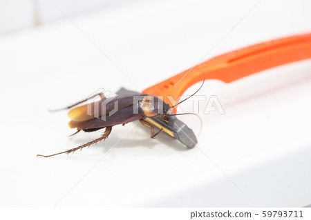 Cockroaches are on the razor in the bathroom, Cockroaches are on the razor in the bathroom, 59793711
