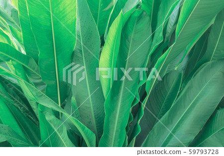 Green Leaves background,Creative layout made of 59793728