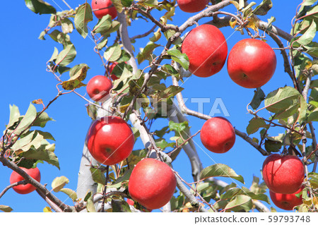 San Fuji,收穫前的紅色蘋果 San Fuji,收穫前的紅色蘋果 59793748