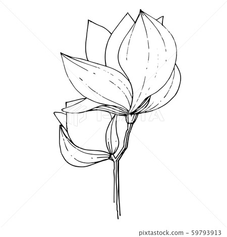 Vector Magnolia floral botanical flower. Black and white engraved ink art. Isolated magnolia Vector Magnolia floral botanical flower. Black and white engraved ink art. Isolated magnolia 59793913
