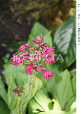 Ryukyue Bine 59794064