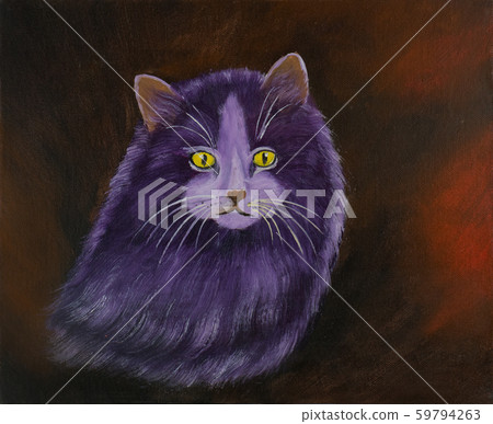 Purple Angora cat with yellow eyes and thick fur 59794263