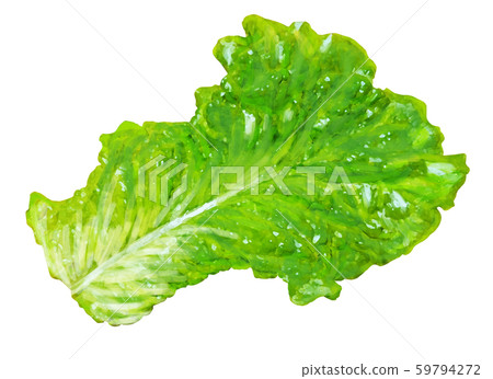 生菜 59794272