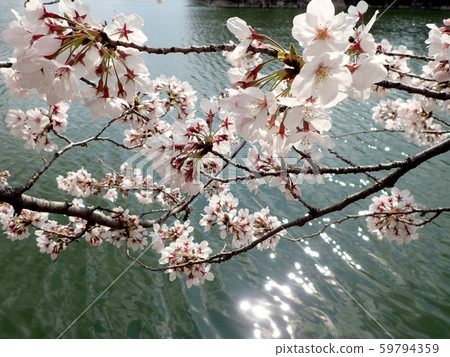 Cherry Blossoms at Osaka Castle Moat Cherry Blossoms at Osaka Castle Moat 59794359