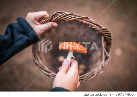 Female holding Amanita Muscaria mushroom, commonly known as the fly agaric or fly amanita, is a Female holding Amanita Muscaria mushroom, commonly known as the fly agaric or fly amanita, is a 59794400