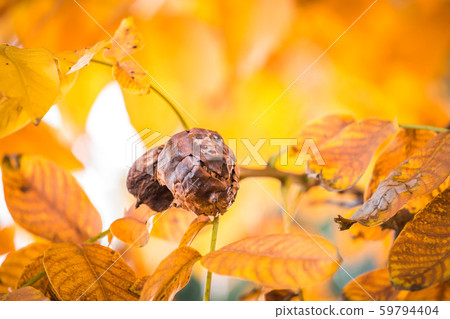 Old brown or black walnuts, on branch of tree with yellow orange leaves close-up with rays of bright Old brown or black walnuts, on branch of tree with yellow orange leaves close-up with rays of bright 59794404