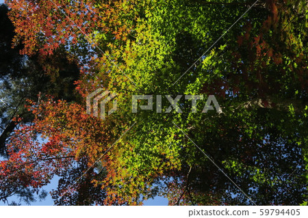Gradient autumn leaves Gradient autumn leaves 59794405