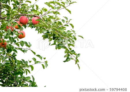 Apple-Perth material Apple-Perth material 59794408