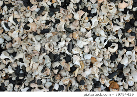 Shells on a stony beach Shells on a stony beach 59794439