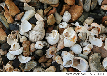 Shells on a stony beach 59794441